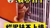 我尽力了，你可真是扶不上墙