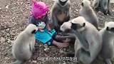 印度男孩“猴子转世”？天生自带猴语8级，还有猴群天天来串门！