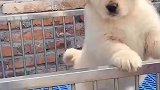 等下新主人就来接你了，高兴坏了以后去了新家好好享福去吧