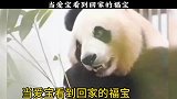 当爱宝看到回家的福宝