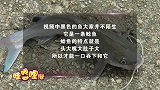 突如其来的恐怖，趁其不注意一口就了吞下去