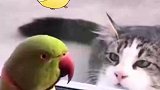 动物的迷惑行为！鹦鹉和猫猫玩，猫猫：你礼貌吗？