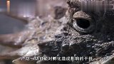 生命：角蜥保护子女,刚把入侵者赶走,没想到又来了一个更狠的！