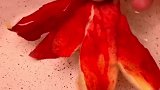 夏季给小孩做一个Q弹的水蜜桃布丁