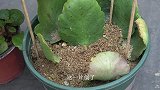 要想繁殖长寿花，建议大家选择茎干扦插，这么说你就明白了