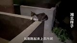这只猫想吃老鼠太痴心了，大半夜还不睡觉，趴在猪圈里盯住不动