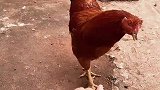 男子逗鸡反被啄，然后就把它煮了