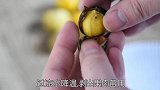 零厨艺学做快手菜之板栗红烧肉