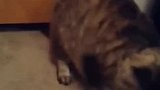 猫就是液体做的，证据确凿，太厉害了