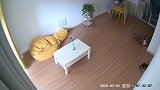 监控实拍发情期的狗想要冲出去！跳过78厘米的围栏后更抓狂了