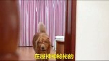 这只金毛好大胆，偷拿女主手机买了个电视藏在自己卧室