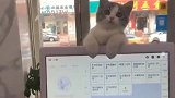 你知道猫咪在干什么吗