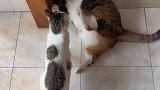小猫想和大猫玩，却遭到大猫的嫌弃
