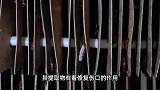 记者生吃活蟑螂:核桃味、双皮奶口感