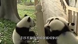 那些没有熊猫的动物园，都咋做的？网友：实物与图片不符！