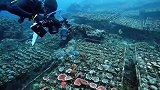 50年后我们没办法再看到珊瑚，珊瑚也加入灭绝一员？退化原因是