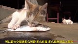 小猫咪吃鱼，吃相可爱极了