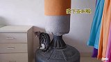 大猫贴心地照顾新来的小猫，还让出自己最喜爱的地方，太暖心了！