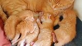 猫：这么多娃，我得准备多少小鱼干呀！