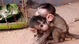 尝够了生活的苦，两只孤儿猴相依为命，会有阳光普照的那一天