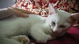 好乖巧的猫咪啊，看来这上面很舒服啊，这么快就睡着了！