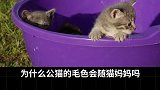猫咪毛色遗传学 为什么三花猫都是母猫？为什么白猫会生出其他颜色的猫？这期视频告诉你答案！