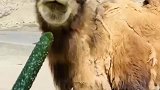 想不到骆驼脾气这么大