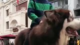 阿拉斯加：为了小主人，我干了不归我干的事情