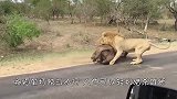 情侣成功猎杀雄狮，正高兴拍照留念时，意外突然发生了