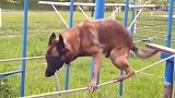 警犬考试太难了，这样聪明的狗子好想养一只！
