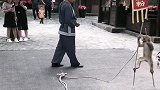 猴子踩高跷。