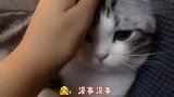 一不小心！把猫咪胡须摸了下来了，这可怎么办？很急！在线等！