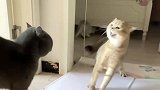 《十只可爱的猫咪吵架》有八个会被臭晕？