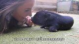 男子市场上买了宠物猪，喂养一年后成“女友”，称同吃同睡很幸福
