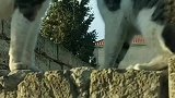 猫咪打架哪个最凶