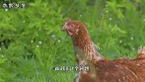 一只鸡如果一直养着不杀，它能长多大？看完答案你可能不相信