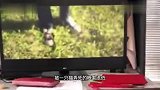 谁说猪笨的，听说要吃杀猪菜，，都知道减肥了
