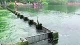 西湖的鱼“跃龙门”被砸下巴，这鱼吃了怕是会影响智商！