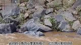 小角马不小心卡在岩石缝中，鳄鱼趁机将其捕获！