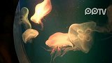 揭密：武汉极地海洋世界的水母“音乐特训”