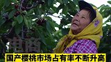 6月，烟台进入“樱桃时间”，供给全国近7成樱桃，能铺满2000个足球场。