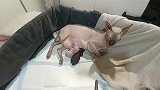 野外捡回一只流浪猫，浑身竟然没有毛，太奇怪了