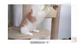 一屋子狗尾巴草，猫疯狂开吃！