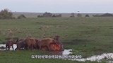 精彩！东北虎1分钟将非洲雄狮打趴下，实力证明谁才是百兽之王！