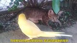 鹦鹉追小猫咪，遭小猫咪暴打，太委屈了