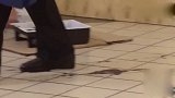 路人扶着老奶奶走过，小哥却说老奶奶踩了脚印，笑晕了