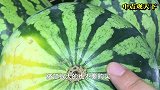 吃了30年的西瓜，终于知道挑选西瓜的技巧，赶紧去买西瓜去吧