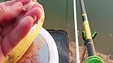 今天挂香蕉钓鱼，有谁知道香蕉是钓什么鱼吗