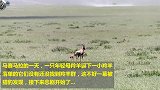 实拍猎豹捕猎羚羊母子，舍小博大，一场有计划猎食行动！