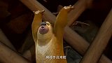 熊出没：光头强被绊倒，如果没人救他，他就完蛋了